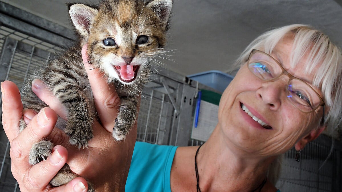 Tierheime stoßen an Grenzen: Warum ist eine frei lebende Katze kein ...