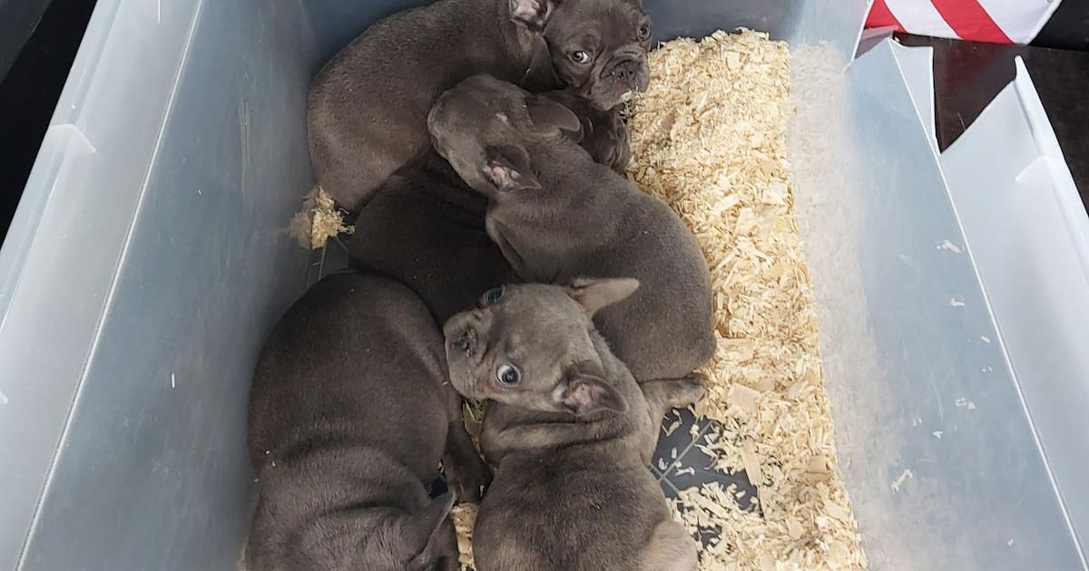 Podrosche: Bundespolizei entdeckt 13 Hundewelpen bei Kontrolle