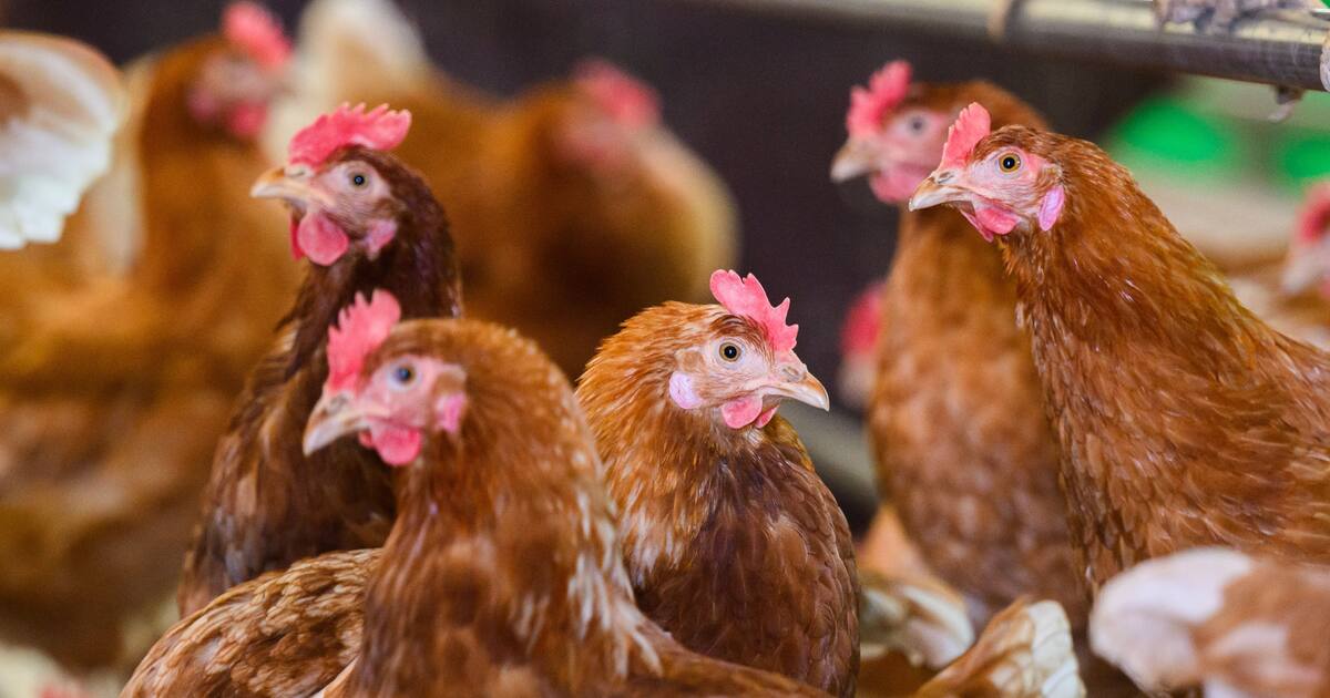 Vogelgrippe in Geflügelhaltung in Jahnatal - 2500 Tiere müssen getötet ...