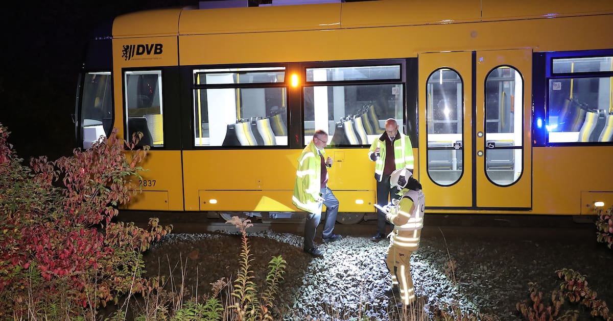 Dresden: Wild boar hit by DVB tram – handed over to hunters