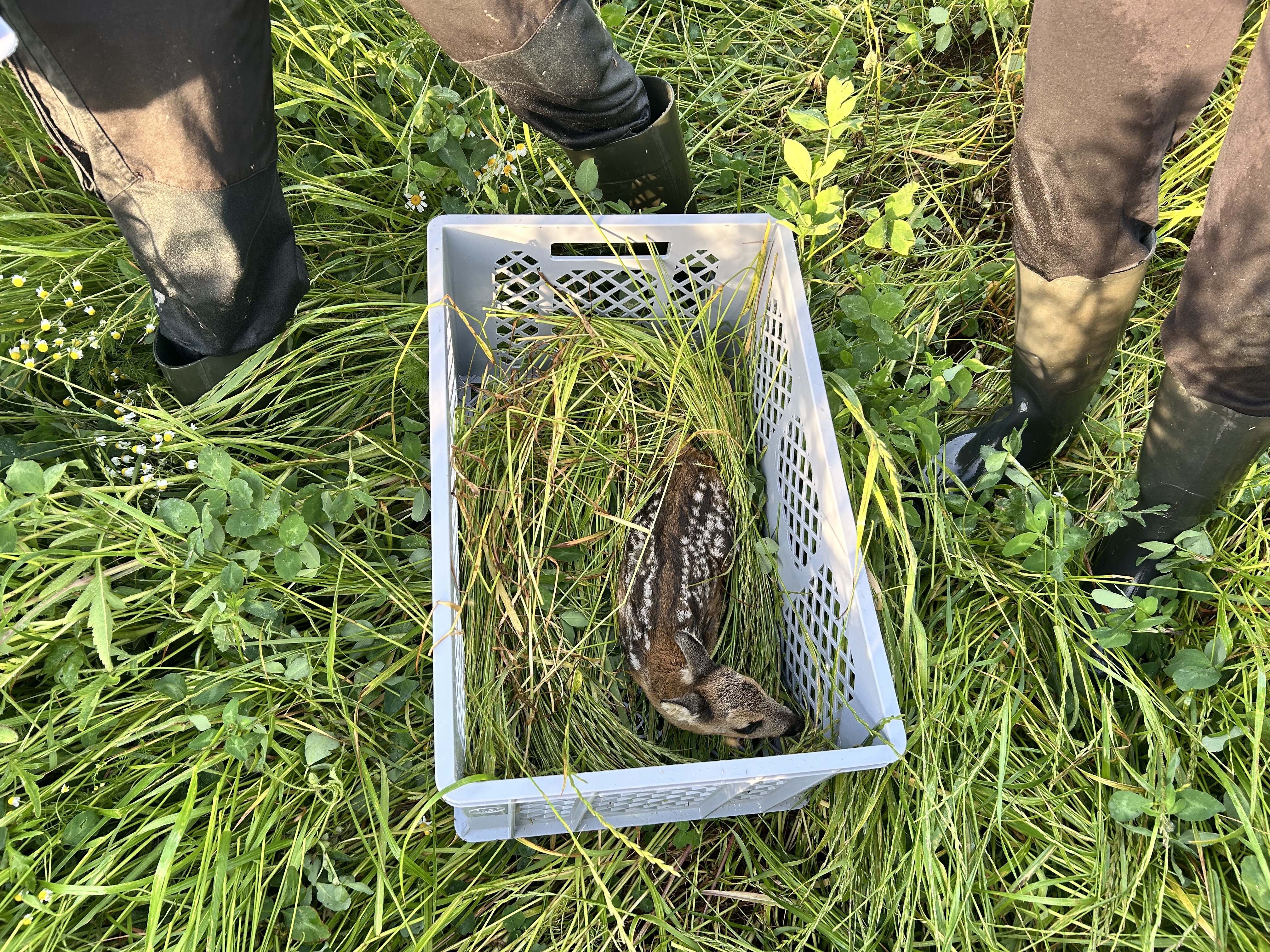 Mehr als 80 Tiere in einem Jahr geborgen: Unterwegs mit der Kitzrettung ...